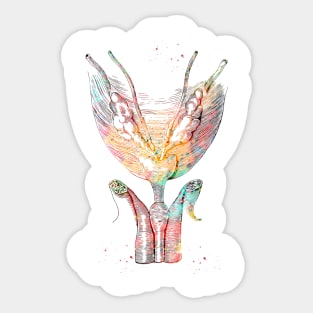 Bladder and urethra Sticker